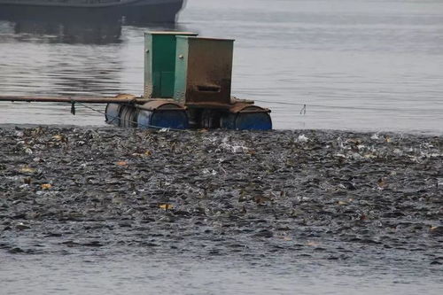從豬飼料到饕餮美食 花鰱魚(yú)頭湯如何讓雪野湖全魚(yú)宴更有味